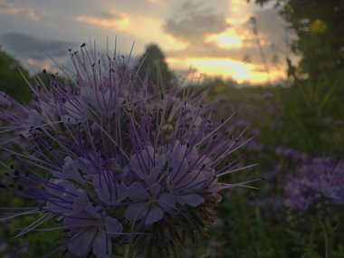 Mor safha çiçekleri ön planda açar, altın günbatımı ışınları tarafından öpülürler. Yumuşak bulutlu huzurlu bir gökyüzü huzur dolu sahneyi tamamlıyor..