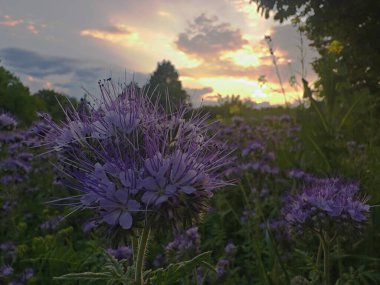 Güneş, sakin bir yaz akşamında ince bulutların ardında batarken, gün batımının ılık arka planıyla vurgulanan canlı faz çiçekleri..