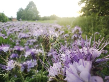 Lavanta tonlu safra çiçekleri solan güneş ışığında parıldıyor. Hafif ışıklı bulutlu bir ufuk, derinlik ve sükunet katıyor sahneye..