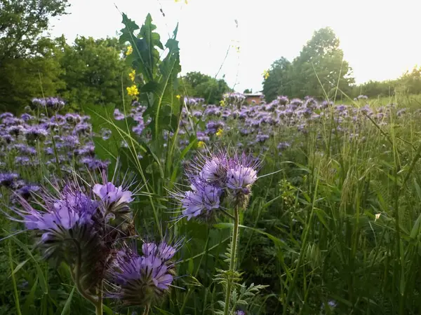Sonsuz safhalar ufka kadar uzanıyor, yumuşak altın gün batımında güneşleniyor ve güneş yumuşak bulutların ardında kayboluyor..