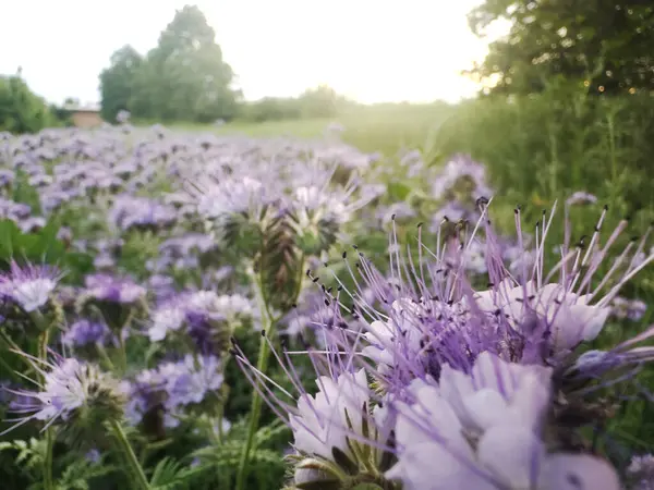 Lavanta tonlu safra çiçekleri solan güneş ışığında parıldıyor. Hafif ışıklı bulutlu bir ufuk, derinlik ve sükunet katıyor sahneye..