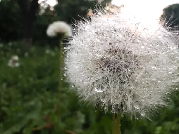 Çiyle kaplı bir karahindibanın makro görüntüsü, yumuşak beyaz liflerin pürüzsüz, bulanık bir arka plana karşı nemli bir şekilde parladığını gösteriyor..