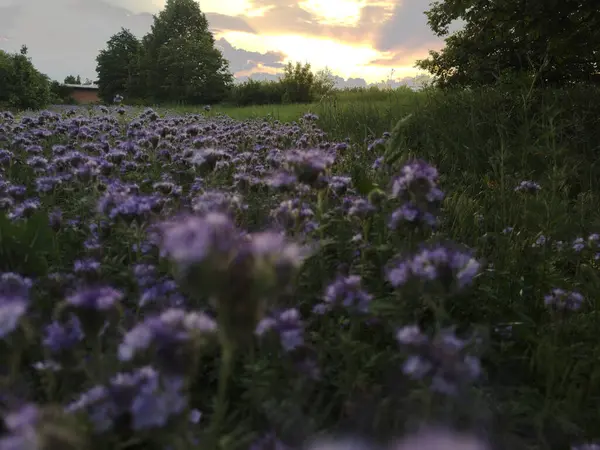 Gün batımı sıcak bir ışık saçar çiçek açan bir çayıra, menekşe çiçekleri parlar ve bulutlar güneşi uzakta saklar.