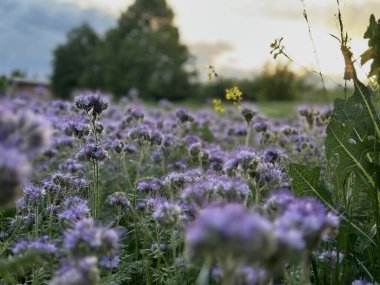 Sıcak günbatımı renkleriyle yıkanan lavanta faseli çayır, ufuktaki dağınık bulutların arkasında sessizce batan güneş..