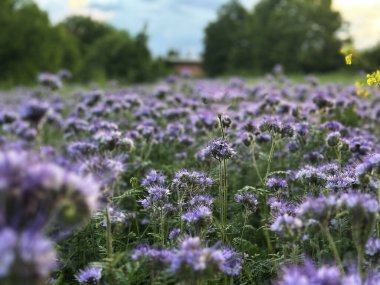 Çiçek açan mor safra çiçekleri altın günbatımı ışığında parlıyordu. Güneş yumuşak akşam bulutlarının ardında saklıydı..