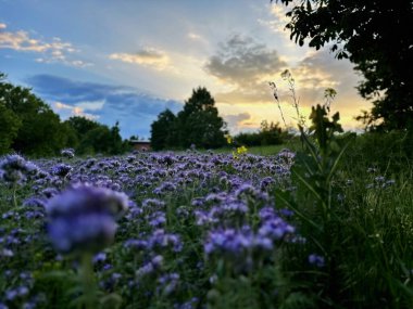 Canlı safha çiçekleri parlayan bir gökyüzünün altındaki tarlayı kaplıyor. Gün batımının ışığı narin bulut örtüsünün içinden akıyor..