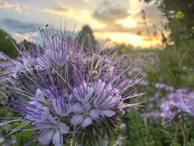 Gün batımının altın ışığında parlayan mor faselya çiçeklerine yakın çekim. Güneş ufuktaki dağınık bulutların arasından bakıyor..
