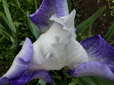 Beyaz ve açık mavi bir iris çiçeğinin makro görüntüsü zarif kıvrımları ve doğal ışık altındaki yaprakların karmaşık detaylarını ortaya çıkarıyor..