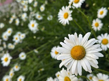 Beyaz papatyalar yakın mesafede, karmaşık taç yaprağı dokusunu sergiliyor ve açık havada güneşli sarı merkezler..