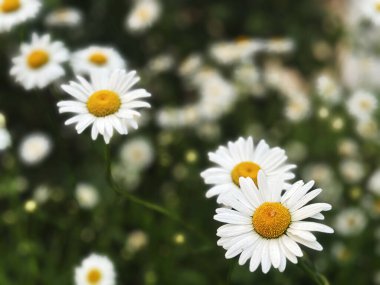 Açık hava ortamında yemyeşil çimlerle çevrili parlak beyaz papatyalar..