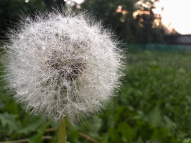 Sabah çiğ ile kaplı bir karahindiba tohumu başı yakın çekim, köpüklü su damlacıkları yumuşak doğal ışıkta narin lifler üzerinde parıldıyor.