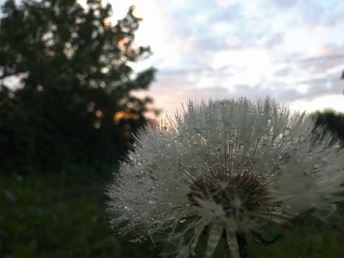 Narin karahindiba tohumları küçük çiğ damlalarıyla kaplı doğal ışıkta parlıyor ve rüya gibi, ruhani bir makro kompozisyon oluşturuyor..