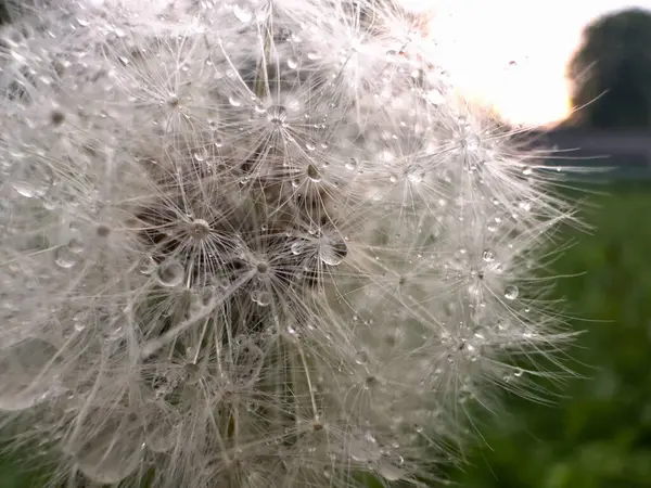 Çiğ bir karahindibanın Macro fotoğrafı ince detaylar sergiliyor ve kristal berraklığında damlacıklar kırılgan beyaz tohumlarına yapışıyor..