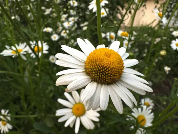 Canlı sarı merkezleri olan beyaz papatyaların doğal bir bahçe sahnesinde yumuşak gün ışığında parlayan Macro manzarası..
