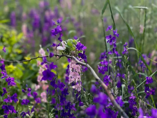 Canlı mor ve pembe Delphinium çiçeklerinin yakın plan çekimleri. Yumuşak, bulanık bir arkaplanı var. Botanik, çiçek ya da doğa teması için mükemmel..