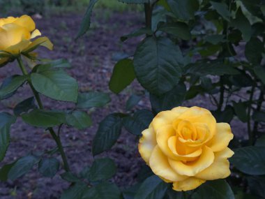 Güneşli bir bahçe ortamında yemyeşil sarı bir gül çalısı. Sıcak tonlar ve yumuşak ışıklandırma huzurlu, çiçekli bir atmosfer yaratır..