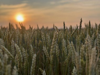 Arpa tarlasında altın güneşle hasat zamanı. Çiftçilik, organik tarım, doğa kavramı.
