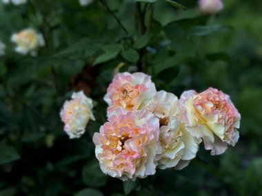 Süslü yapraklı soluk pembe ve beyaz güllerden oluşan bir çalı. Çiçekli güzelliklerle dolu zarif ve kadınsı bir görüntü..