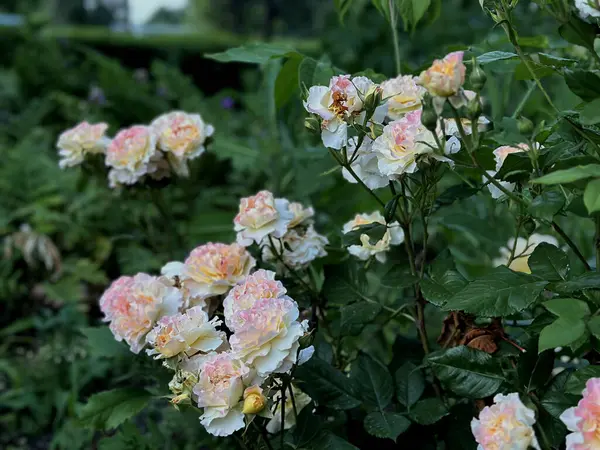 Sağlıklı bir çalılıkta açan kıvırcık yapraklı beyaz ve pembe güller. Bahçeye ya da romantik sahnelere şefkatli ve dekoratif bir ek.
