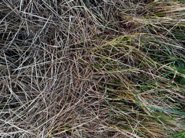 Yerdeki kuru ve yeşil çimenlerin birbirine yakın dokusu, yabani bir çayır ya da tarla düzeninde saman ve taze bıçakların doğal bir karışımını gösteriyor..