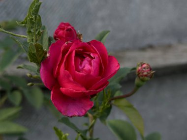 Yumuşak yapraklarını vurgulayarak ve bulanık doğal bir arka plana karşı karmaşık detaylar vererek, tam çiçeklenmiş küçük pembe bir gülü yakından çek..