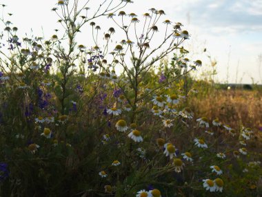 Tarlada doğal olarak büyüyen papatya çiçeklerinin güzel yakın çekimi yumuşak güneş ışığı altında doku, taç yaprakları ve polenlerin renklerini vurguluyor..