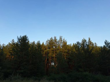 Gün batımında sık bir ormanda, uzun çam ağaçlarının arasından süzülen güneş ışınları, ağaç gövdelerine sıcak altın ışık saçıyor ve sakin, huzurlu bir orman atmosferi yaratıyor..