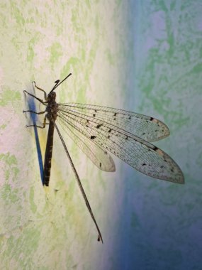 Açık yeşil ve beyaz arka planda bir yusufçuk görüntüsü. Zarif kanatlar ve doğal güzellik. Doğa, böcekler ve çevresel kavramlar için mükemmel..