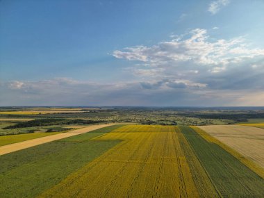 Parlak mavi gökyüzünün altındaki parlak sarı ayçiçeği tarlasının kuş bakışı görüntüsü tüylü beyaz bulutlarla benekli. Doğanın çarpıcı bir kontrastı.