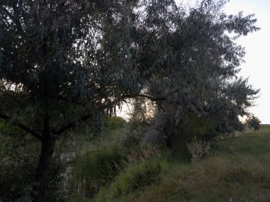 Gümüşi gri gövdeli vahşi zeytin ağacı küçük bir nehrin kenarında büyür. Kırsal cazibe ve huzurlu kırsal doğa sergiler..