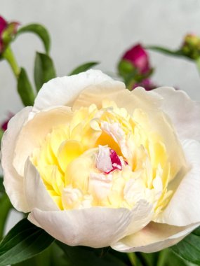 Ortadaki beyaz şakayık çiçeği