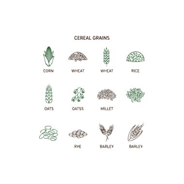 Buğdayın vektör illüstrasyonu