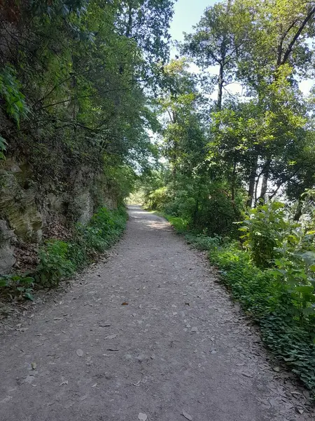 Ormanın güzel manzarası
