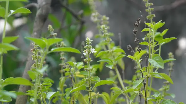 Parktaki ağaçlar çok güzel görünüyor.