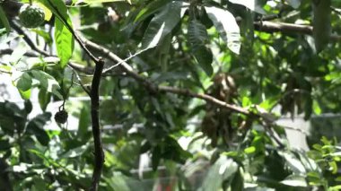 Parktaki ağaçların yeşil rengine bak.