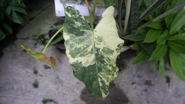 Parktaki ağaçların yeşil rengine bak.