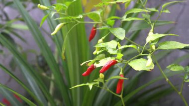 Parkta yeşil renkli kırmızı biber ağacı