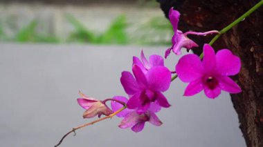 Parktaki orkide çiçekleri çok güzel görünüyor.