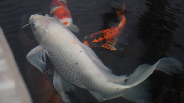 Bilardoda çeşitli renkte balıklar çok güzel görünüyor.