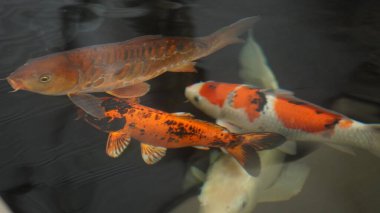 Altın balığın bilardoda harika görünmesi