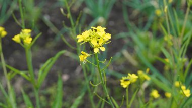 Üzerinde sinek olan sarı çiçeklere bak.