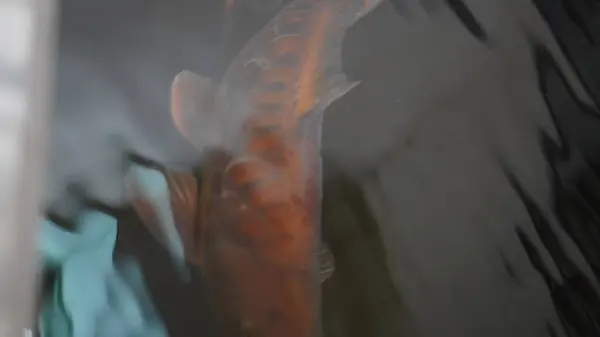 Bilardoda çeşitli renkte balıklar çok güzel görünüyor.