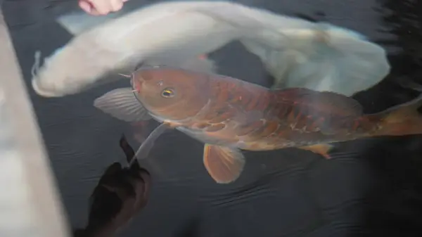 Bilardoda çeşitli renkte balıklar çok güzel görünüyor.