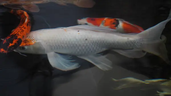 Bilardoda çeşitli renkte balıklar çok güzel görünüyor.