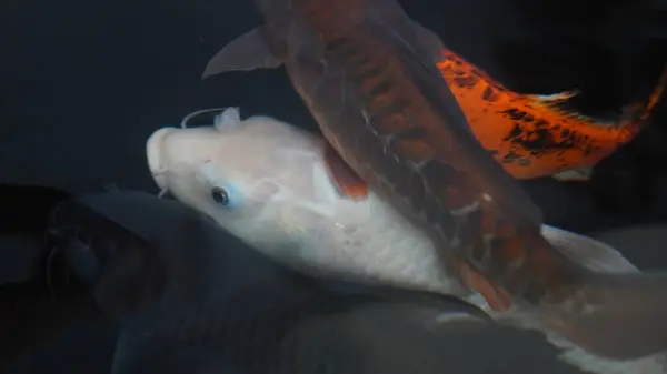 Altın balığın bilardoda harika görünmesi