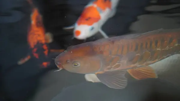 Altın balığın bilardoda harika görünmesi