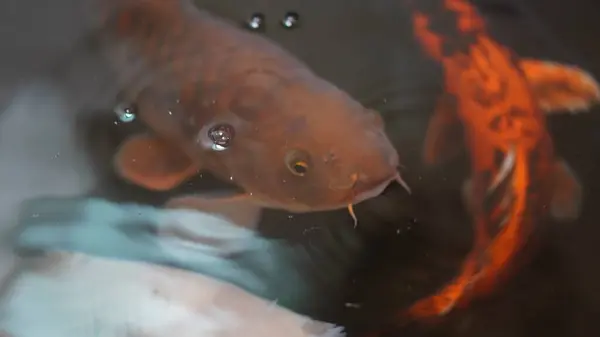 Altın balığın bilardoda harika görünmesi