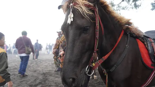 Bromo, Endonezya - 20 Haziran 2024: İnsanlar Bromo Dağı 'nda ata biniyor