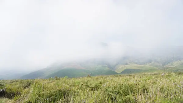 Parkta yeşil renkli bir ağaç var.