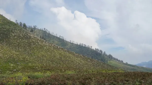 Parkta yeşil renkli bir ağaç var.